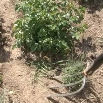 Stell av roser Stell av roser